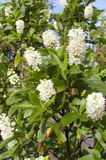 Клетра вільхолиста Хаммінгберд|Clethra alnifolia Hummingbird|Клетра ольхолистная Хаммингберд